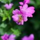 Cretan Greek Flower Honey